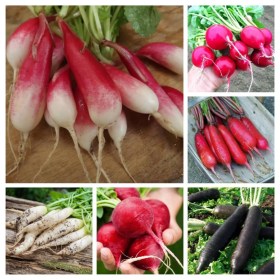 Retek válogatás, Raphanus sativus, vetőmag, akció, kedvezmény